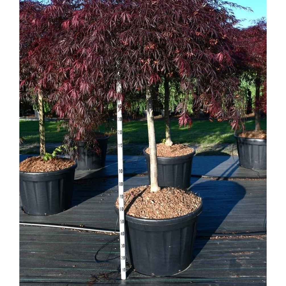 Japansk lönn – Acer palmatum 'Inaba-shidare' - C180 130 cm. Stam